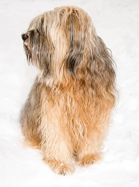 Tibetansk terrier hund sitter i snön — Stockfoto