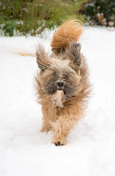 Cane terrier tibetano che corre e salta nella neve . — Foto Stock