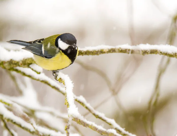 Bogatka ptak siedzący na śniegu objętych drzewa — Zdjęcie stockowe