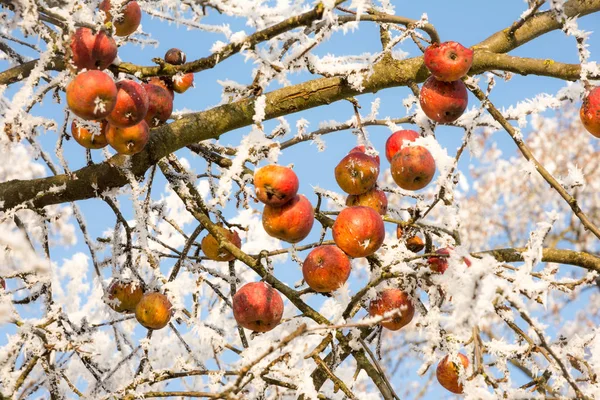 Спелые яблоки, покрытые морозом — стоковое фото