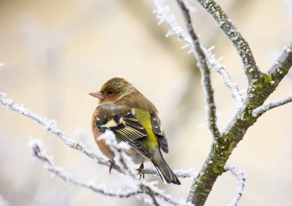 Common chaffinch bird sitting on a frosted tree — Stock Photo, Image