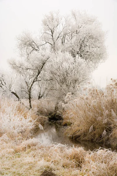 Árboles helados en el río Paar — Foto de Stock