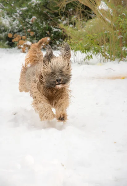 Cane terrier tibetano che corre e salta nella neve . — Foto Stock