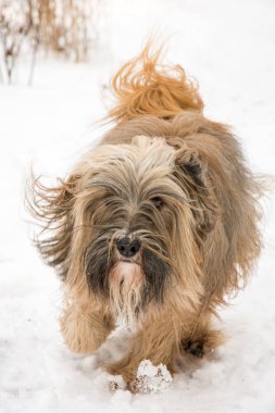 Tibet terrier köpek çalışan ve karda atlama.