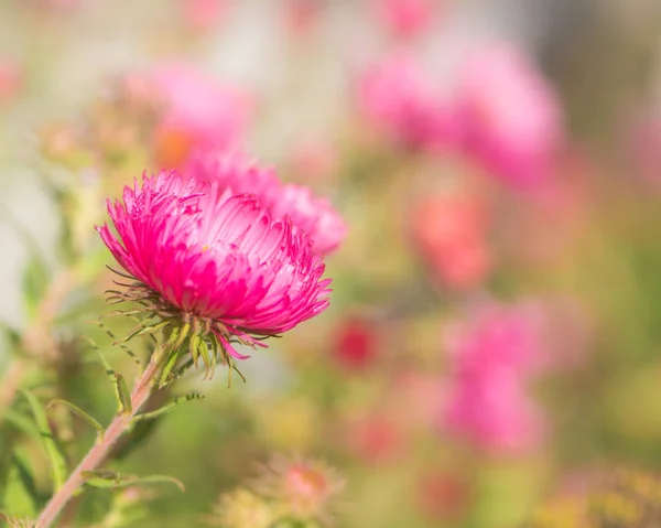 Aster ροζ λουλούδι στον κήπο — Φωτογραφία Αρχείου