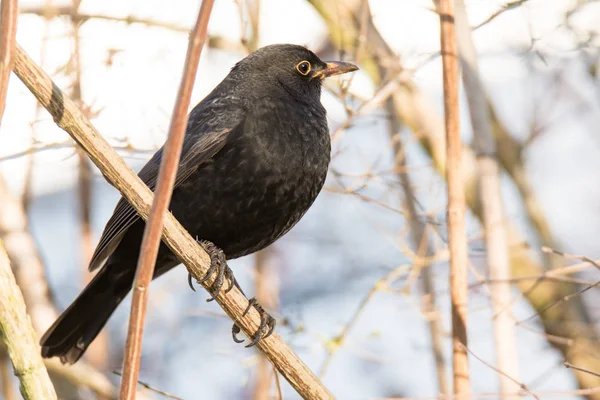 Blackbird siedzi w krzak — Zdjęcie stockowe