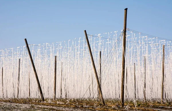 Landscpae with a fozen hop garden — Stock Photo, Image