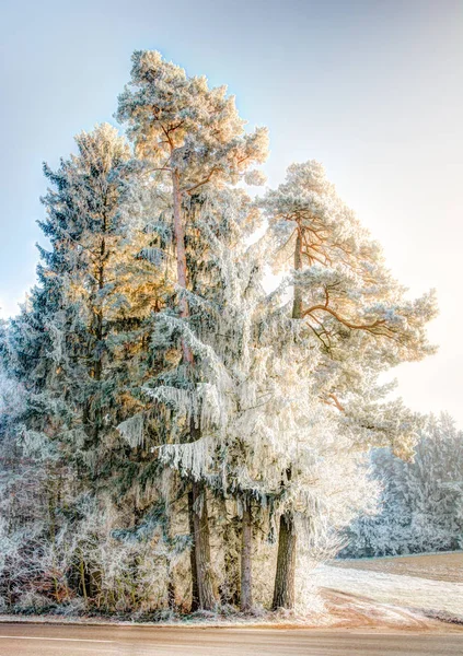 Pino smerigliato in un paesaggio invernale — Foto Stock