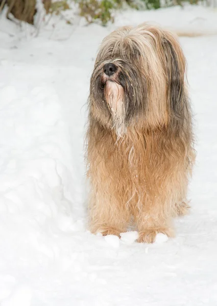 Τεριέ του Θιβέτ σκυλί στέκεται στο χιόνι — Φωτογραφία Αρχείου