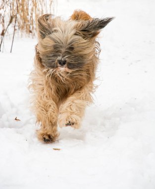 Tibet terrier köpek çalışan ve karda atlama.