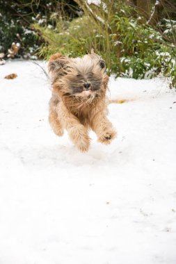 Tibet terrier köpek çalışan ve karda atlama.