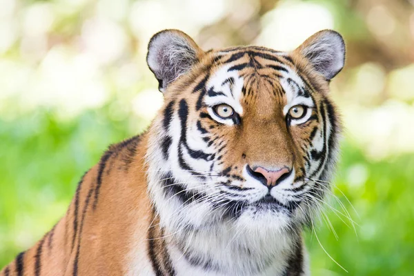 Portrait of a siberian tiger — Stock Photo, Image