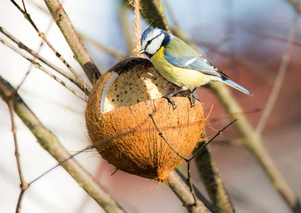 Blue tit bird eating at a bird feeder — Stock Photo, Image