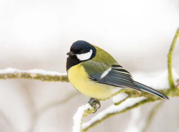 Bogatka ptak siedzący na śniegu objętych drzewa — Zdjęcie stockowe
