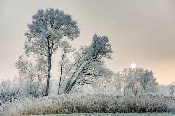 Paesaggio invernale con alberi forsted — Foto Stock