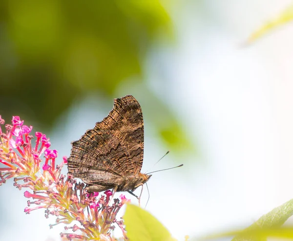 Peacock butterfly on a buddleia blossom — Stock Photo, Image