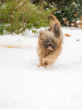 Tibet terrier köpek çalışan ve karda atlama.