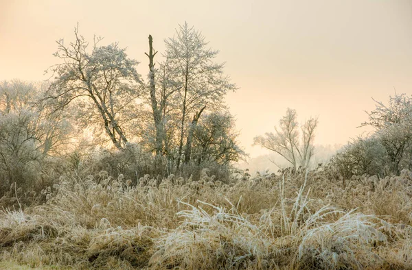 Paesaggio invernale con alberi forsted — Foto Stock