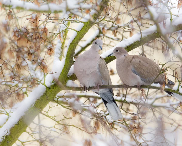 Dove couple sitting on a tree with snow — Stock Photo, Image