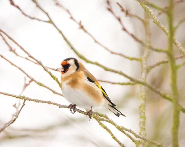 Putter vogel zittend op een boom — Stockfoto