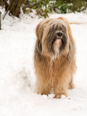 Tibet terrier köpek ayakta karda