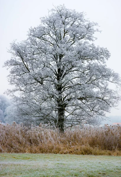Árvore geada solitária em uma paisagem nebulosa de inverno — Fotografia de Stock