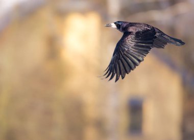 Siyah leş kargası uçan