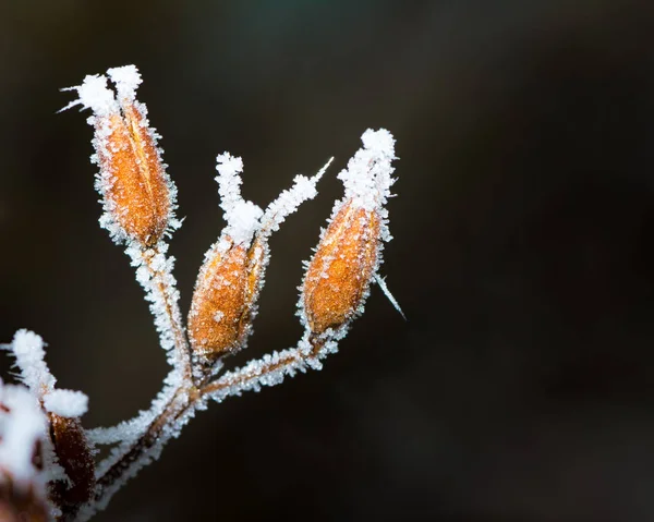 Bevroren knoppen van een bloem — Stockfoto