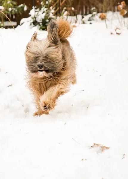 Tibetano terrier perro corriendo y saltando en la nieve . —  Fotos de Stock