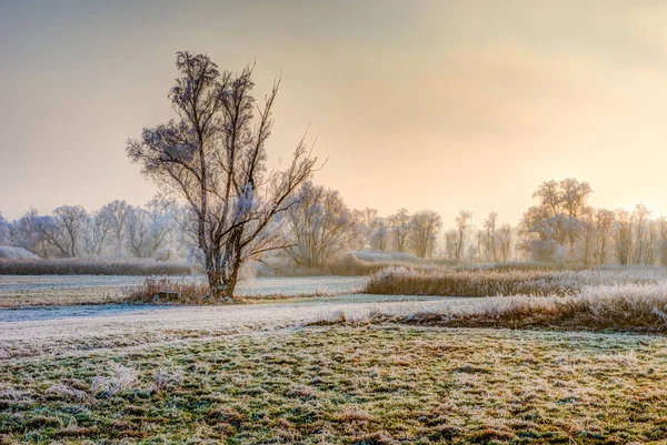 Einsam zugefrorener Baum an einem nebligen Winterabend — Stockfoto