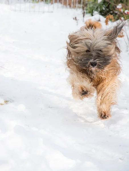 Tibetansk terrier hund springa och hoppa i snön. — Stockfoto