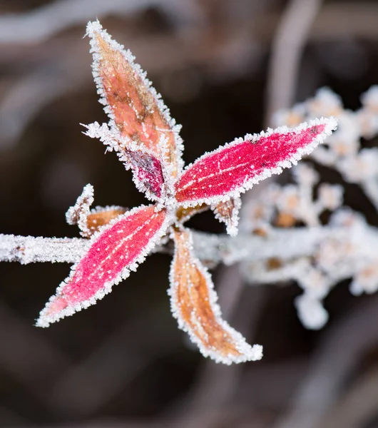 Foglie rosse congelate di un cespuglio — Foto Stock