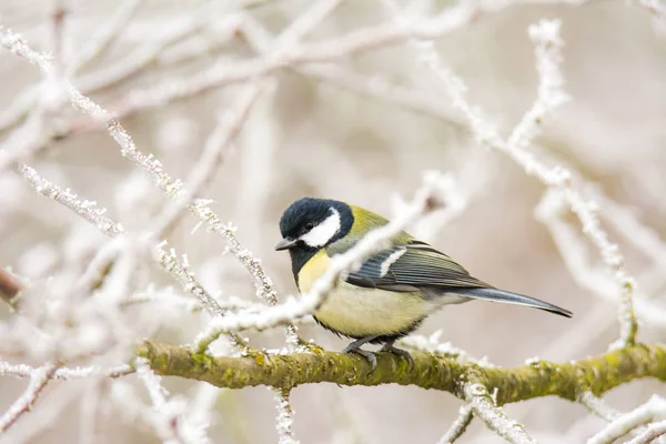 Gran pájaro de las tetas sentado en un árbol esmerilado —  Fotos de Stock