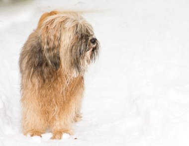 Tibet terrier köpek ayakta karda