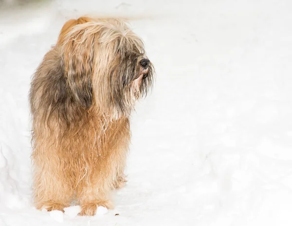 Cane terrier tibetano in piedi nella neve — Foto Stock