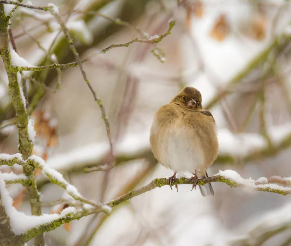 Finch pássaro sentado em uma árvore coberta de neve — Fotografia de Stock