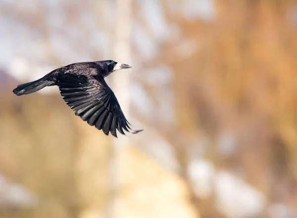 Fliegende schwarze Aaskrähe — Stockfoto