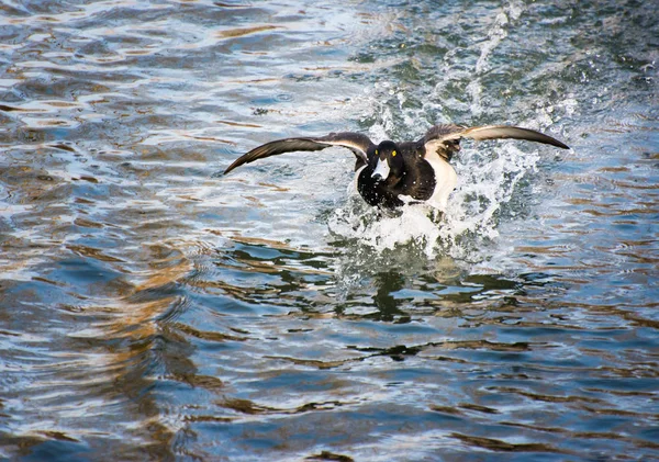 水の着陸飛行キンクロハジロ — ストック写真
