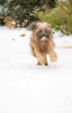 Tibet terrier köpek çalışan ve karda atlama.
