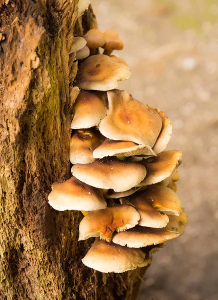 Polypore mushrooms on a rotten tree — Stock Photo, Image