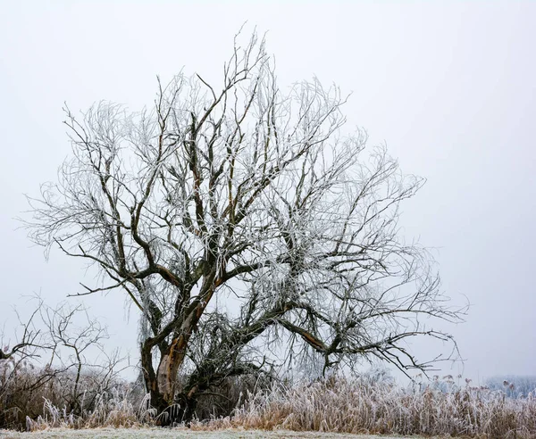 Ensam frostat träd i ett dimmigt vinterlandskap — Stockfoto