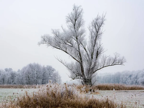 Árvore geada solitária em uma paisagem nebulosa de inverno — Fotografia de Stock