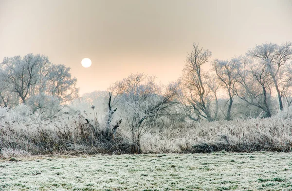 Paesaggio invernale con alberi forsted — Foto Stock