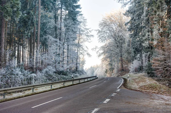 Road through a forest with frosted trees — Stock Photo, Image