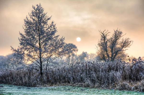 Západ slunce na mlhavé zimní den s ojíněné stromy — Stock fotografie