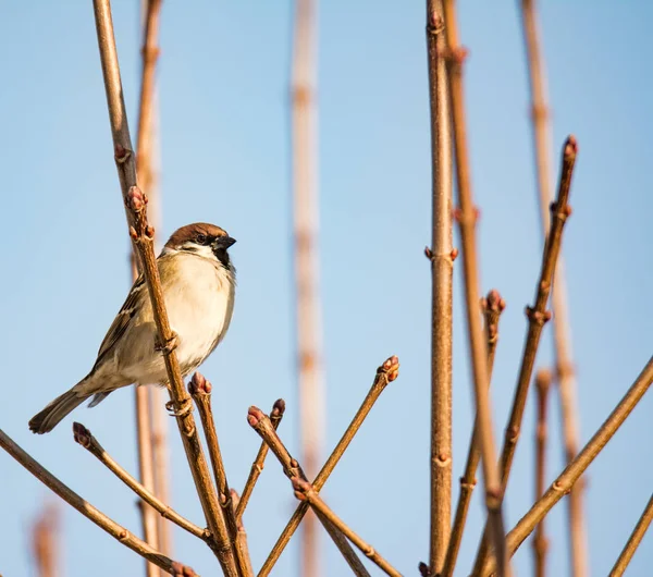 Eurasian Tree Sparrow sitting on the twig of a bush — Stock Photo, Image