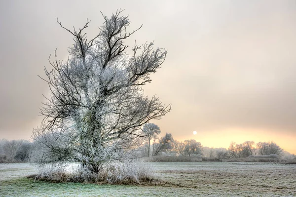 Arbre givré solitaire lors d'une soirée d'hiver brumeuse — Photo