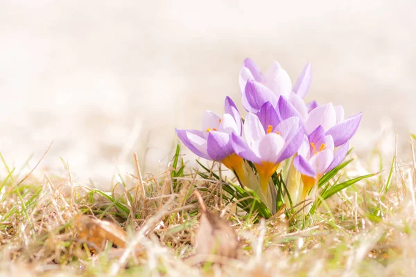 Purple crocus flowers in spring — Stock Photo, Image