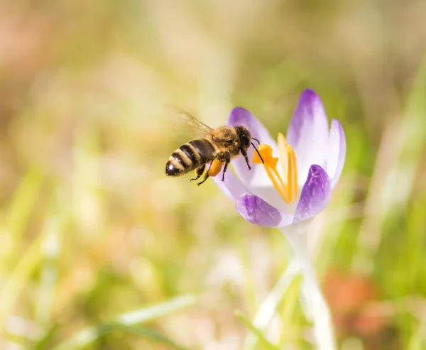 Honingbijen bestuiven een paarse crocus bloem vliegen — Stockfoto