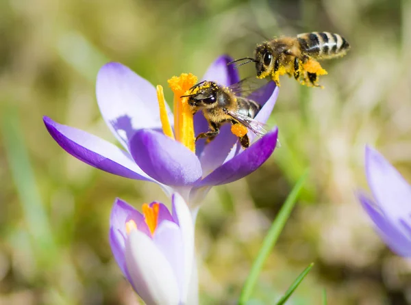 Abeille volante pollinisant une fleur de crocus pourpre — Photo